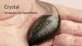  Presentation with medicinal chemistry - Colorful PPT theme enhanced with animal organ - medicinal leech-hirudo medicinalis backdrop and a coral colored foreground