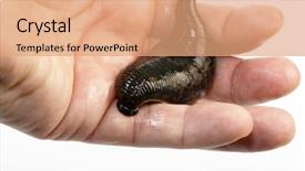  Presentation with medicinal cannabis - Colorful slide deck enhanced with animal organ - medicinal leech-hirudo medicinalis backdrop and a  colored foreground