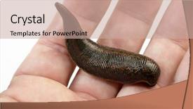  Presentation with animal - Theme having animal organ - medicinal leech-hirudo medicinalis background and a coral colored foreground