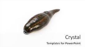  Presentation with medicinal cannabis - Presentation design with animal organ - medicinal leech-hirudo medicinalis background and a white colored foreground