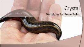  Presentation with animal - Amazing PPT theme having animal organ - medicinal leech-hirudo medicinalis backdrop and a soft green colored foreground