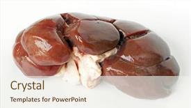  Presentation with beef - PPT theme having animal organ - raw beef kidney background and a sky blue colored foreground