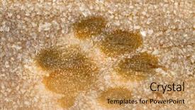  Presentation with paw - Cool new PPT theme with animal paw mark on frozen backdrop and a  colored foreground