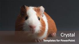  Presentation with guinea pig - Colorful PPT theme enhanced with animal pest - brown guinea pig on grey backdrop and a tawny brown colored foreground