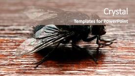  Presentation with dirt dirt texture dirty - PPT layouts enhanced with animal pest - close-up macro shot background and a coral colored foreground