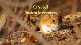  Presentation with pest - Beautiful theme featuring animal pest - field mouse in natural habitat backdrop and a tawny brown colored foreground
