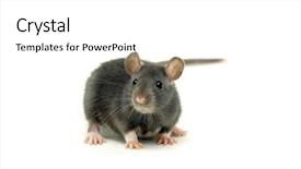  Presentation with funny animal - Audience pleasing PPT theme consisting of animal pest - funny rat isolated on white backdrop and a white colored foreground