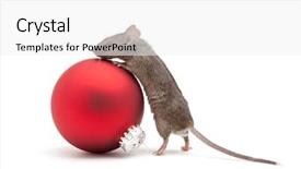  Presentation with purple festive christmas red - Presentation theme having animal pest - mouse looking over a red background and a white colored foreground