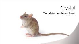  Presentation with white rat - Audience pleasing presentation theme consisting of animal pest - rat isolated on white background backdrop and a white colored foreground