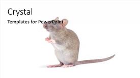  Presentation with white rat - Audience pleasing PPT theme consisting of animal pest - rat isolated on white background backdrop and a white colored foreground