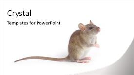  Presentation with white rat - Slide set having animal pest - rat isolated on white background background and a white colored foreground