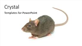  Presentation with rat - Colorful PPT theme enhanced with animal pest - rat backdrop and a white colored foreground