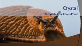  Presentation with textile industry white - Audience pleasing theme consisting of animal pest - slug on a white background backdrop and a sky blue colored foreground