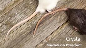 Presentation with pest - Amazing slide set having animal pest - tails of rats backdrop and a coral colored foreground