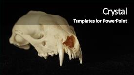  Presentation with physiology - PPT theme with animal physiology - skull background and a black colored foreground