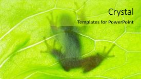 Presentation with frog - Amazing presentation design having animal plant cell biology - frog shadow on the leaf backdrop and a yellow colored foreground