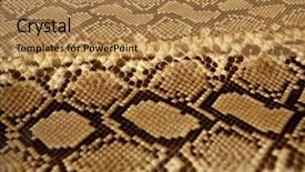  Presentation with skin color - PPT layouts consisting of animal print - background snake skin pattern brown background and a coral colored foreground