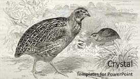  Presentation with quail - PPT layouts having animal print - common quail old illustration coturnix background and a light gray colored foreground