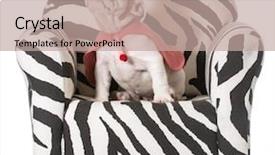  Presentation with animal print - Cool new slide deck with animal print - english bulldog puppy sitting backdrop and a coral colored foreground