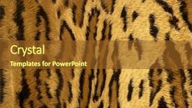  Presentation with animal print - Slides consisting of animal print - jaguar leopard fantasy fabric fur background and a tawny brown colored foreground