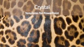  Presentation with animal print - Slide set with animal print - leopard skin background background and a coral colored foreground