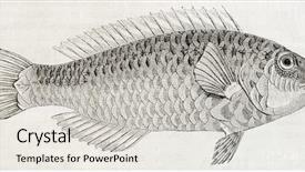  Presentation with animal print - Cool new presentation theme with animal print - old illustration of parrotfish sparisoma backdrop and a lemonade colored foreground