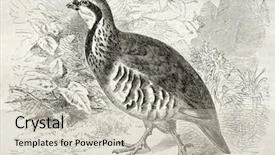  Presentation with red christmas holiday illustration - PPT theme enhanced with animal print - red-legged partridge old illustration alectoris background and a soft green colored foreground