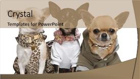  Presentation with medical evaluation of 5 years old boy - Beautiful presentation featuring animal print - three chihuahuas 2 years old backdrop and a coral colored foreground