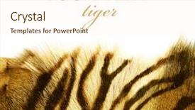  Presentation with animal print - Audience pleasing PPT theme consisting of animal print - tiger skin over white backdrop and a cream colored foreground