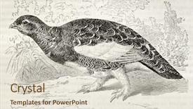  Presentation with old - Beautiful presentation theme featuring animal print - willow ptarmigan old illustration lagopus backdrop and a soft green colored foreground