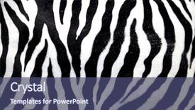  Presentation with animal print - Colorful PPT layouts enhanced with animal print - zebra skin background backdrop and a ocean colored foreground
