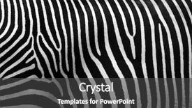  Presentation with animal print - Slide deck consisting of animal print - zebra stripes background and a dark gray colored foreground