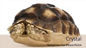  Presentation with tortoise - Cool new PPT theme with animal protection - african spurred tortoise geochelone sulcata backdrop and a coral colored foreground