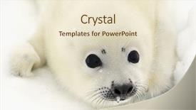  Presentation with ice - Audience pleasing PPT theme consisting of animal protection - baby harp seal pup backdrop and a cream colored foreground