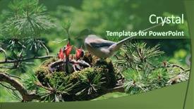  Presentation with birds - Presentation design consisting of animal protection - birds background and a forest green colored foreground