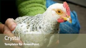  Presentation with chicken - PPT theme consisting of animal protection - care of chicken chicken background and a mint green colored foreground