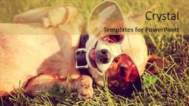  Presentation with vintage retro - Beautiful presentation featuring animal protection - cute chihuahua with aviator sunglasses backdrop and a yellow colored foreground