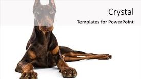  Presentation with doberman - PPT layouts consisting of animal protection - doberman background and a white colored foreground