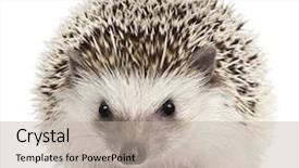  Presentation with animal - PPT theme featuring animal protection - four-toed hedgehog atelerix albiventris 2 background and a mint green colored foreground