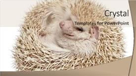  Presentation with animal - Cool new slide deck with animal protection - four-toed hedgehog atelerix albiventris 2 backdrop and a soft green colored foreground