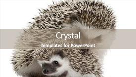  Presentation with animal - Slides featuring fit healthy young girl arms raised doing ballet leap or jump background and a sky blue colored foreground