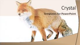  Presentation with fox - Theme enhanced with animal protection - fox in natural habitat background and a  colored foreground