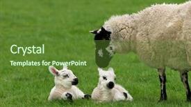  Presentation with new born - Presentation theme having animal protection - sheep standing in a field background and a  colored foreground