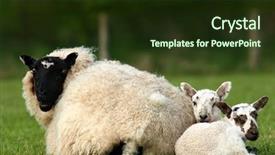  Presentation with mother baby animation - Beautiful slides featuring animal protection - two lambs sitting next backdrop and a tawny brown colored foreground