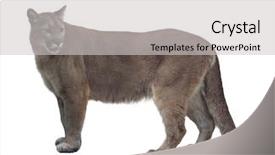  Presentation with florida - PPT theme featuring animal puma - florida panther or cougar isolated background and a light gray colored foreground
