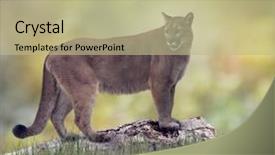  Presentation with florida - Beautiful PPT theme featuring animal puma - florida panther or cougar backdrop and a mint green colored foreground