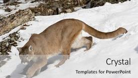  Presentation with lion - PPT theme with animal puma - mountain lion hunts for prey background and a light gray colored foreground