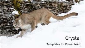  Presentation with lion - Audience pleasing PPT theme consisting of animal puma - mountain lion hunts for prey backdrop and a  colored foreground