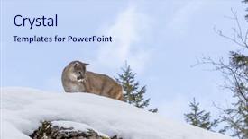  Presentation with snowy mountain tops in alaska - Slide set featuring animal puma - mountain lion hunts for prey background and a sky blue colored foreground