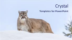  Presentation with snowy mountain tops in alaska - Amazing slide set having animal puma - mountain lion hunts for prey backdrop and a  colored foreground
